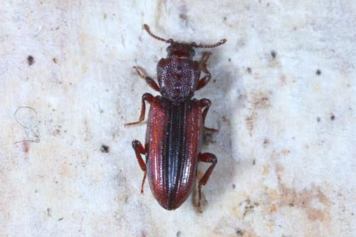 Bothrideres bipunctatus